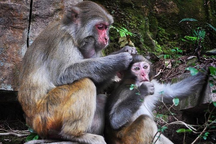 Private Full Day Tour to Zhangjiajie Avatar Mountain - Photo 1 of 24