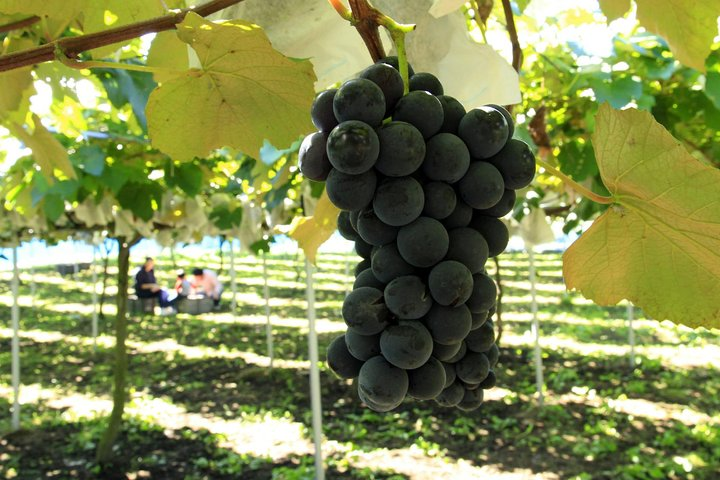 Experience the joy of fruit picking in Beijing's scenic orchards surrounded by lush greenery and the promise of delicious fresh flavors. Perfect for a delightful day trip adventure!