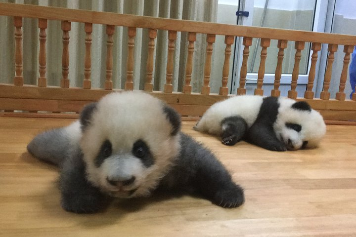 Private Half-Day Chengdu Panda Breeding Center Tour with Optional Volunteer - Photo 1 of 13