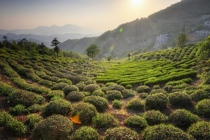 Hangzhou Longjing Tea Plantation