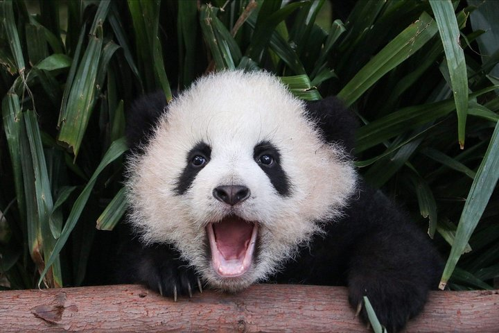 Panda baby