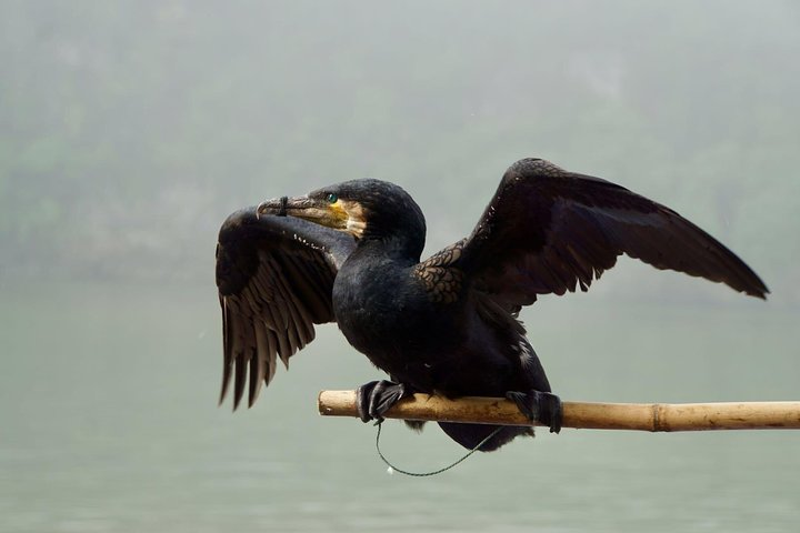 Private photography tour for traditional fishing man in Li river - Photo 1 of 3