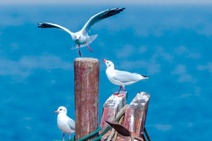 Private Seasonal Day Tour to Beidaihe from Beijing with Birding Experience - Photo 1 of 6