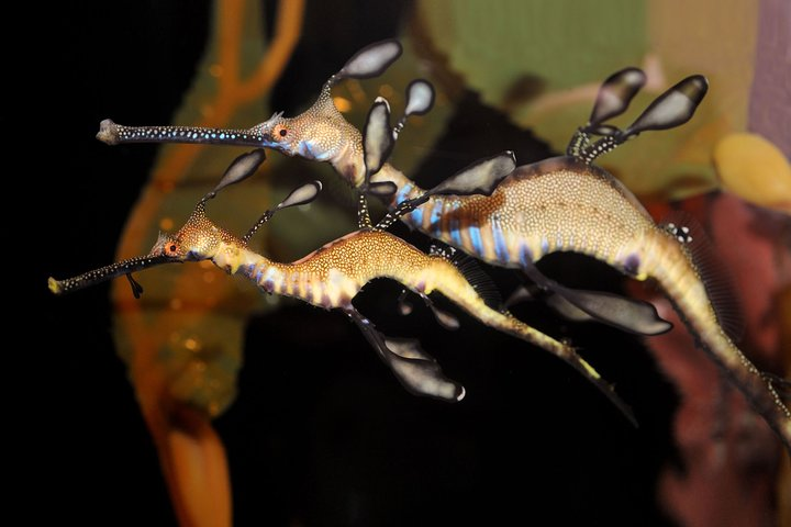 Shanghai Ocean Aquarium