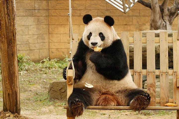 Private Transfer between Hangzhou Safari Park and City Hotels - Photo 1 of 6