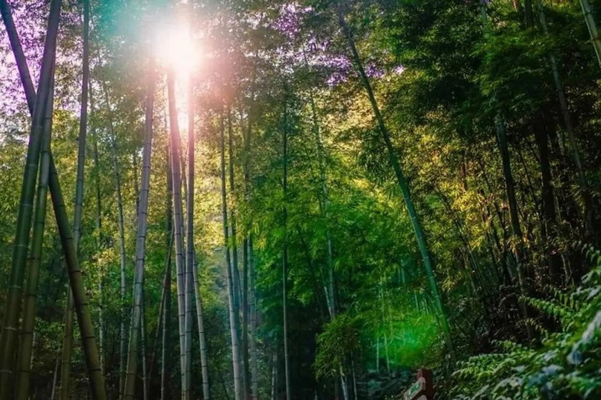 Private Two-Day Shu'nan Bamboo Forest with Farmhouse Stay in Chengdu |  Pelago
