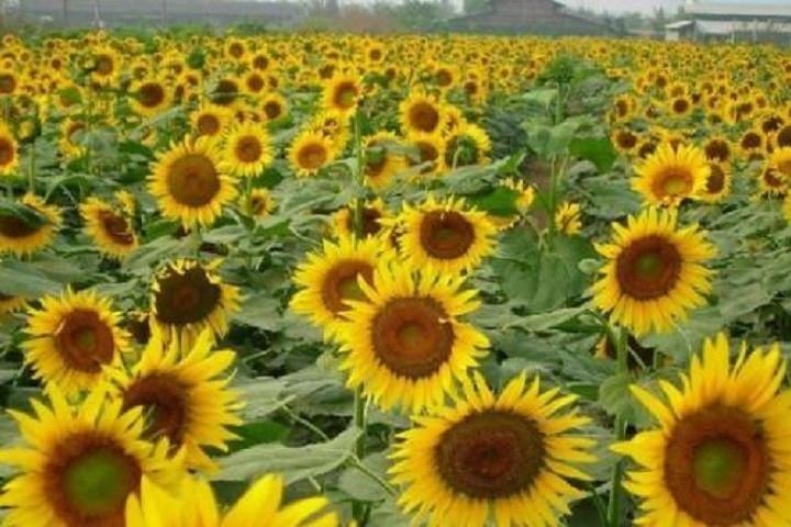 Sunflower Garden and Wild Bird Wetland Park Private Tour - Photo 1 of 11