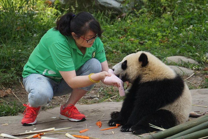Visiting Dujiangyan Yaan Wolong Panda Base Optional Volunteering - Photo 1 of 17