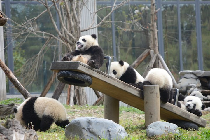 Wolong Panda Base Private Day Tour Optional Volunteering - Photo 1 of 14