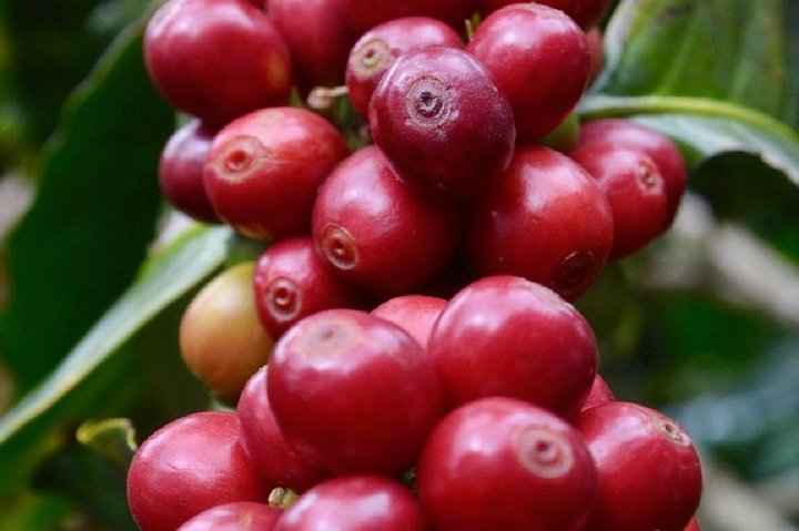 Coffee Beans 