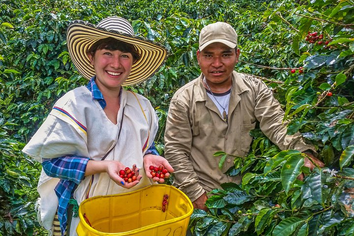 Cali: Coffee Tour - Discover the secrets of 100% Colombian coffee - Photo 1 of 23