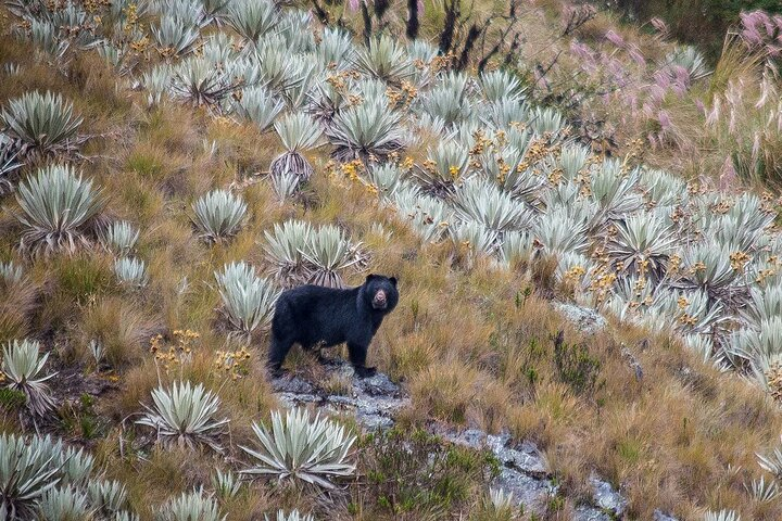 Spectacle Bear