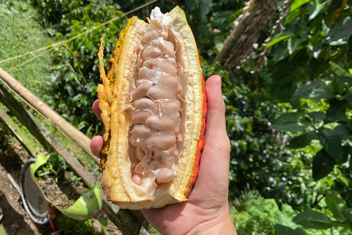 Chocolate tour near Medellin - Photo 1 of 25