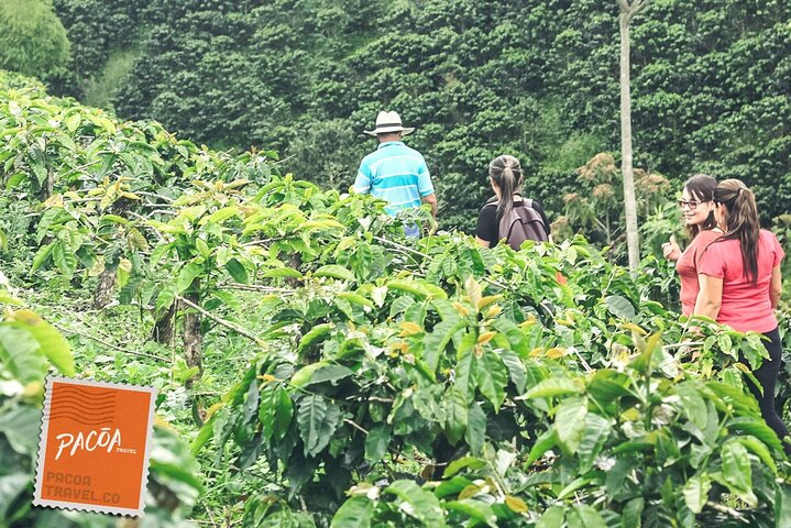 Walking the coffee plantation
