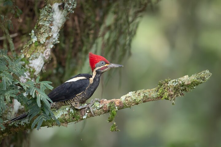 Lineated Woodpecker