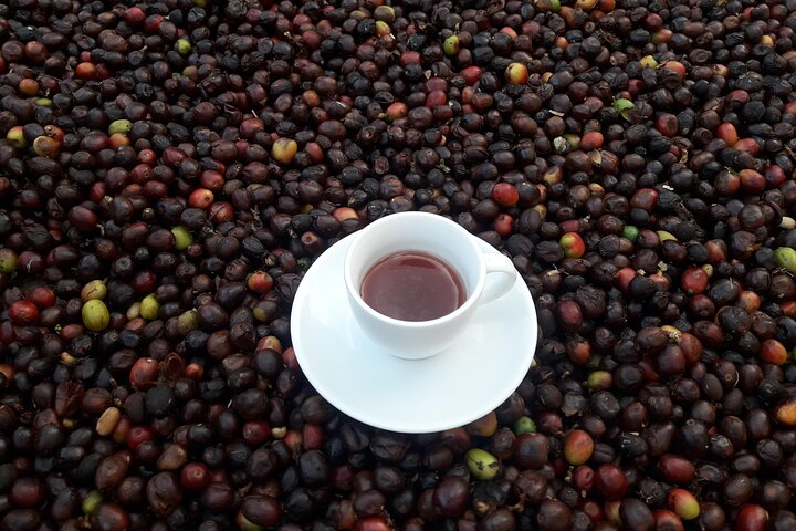 Coffee Tour in Medellin, Transportation, Snack and Lunch. - Photo 1 of 25