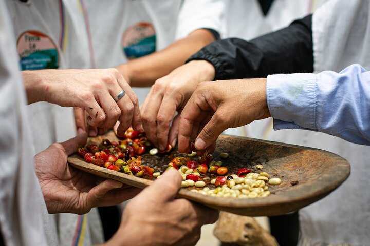 Coffee Tour with arrival on horseback and sugar cane processing - Photo 1 of 9