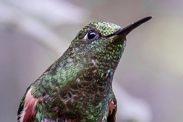 hummingbird