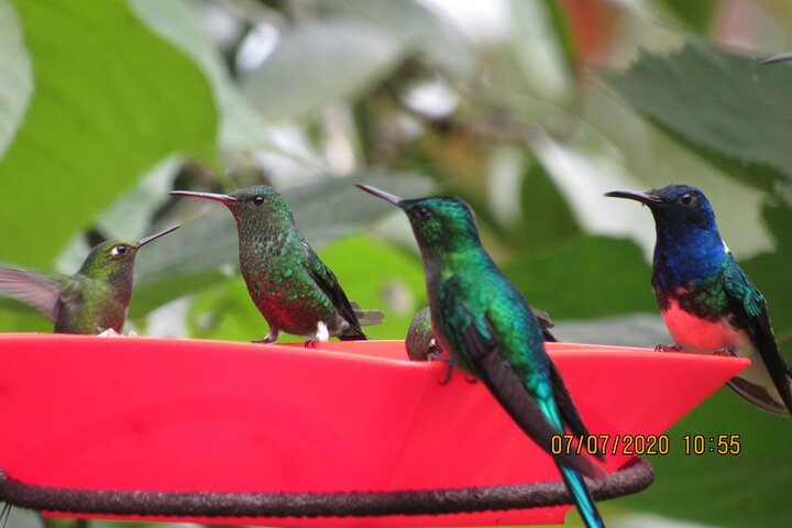 Paradise of the Hummingbirds in the SAN ANTONIO FOG FOREST Valle del Cauca