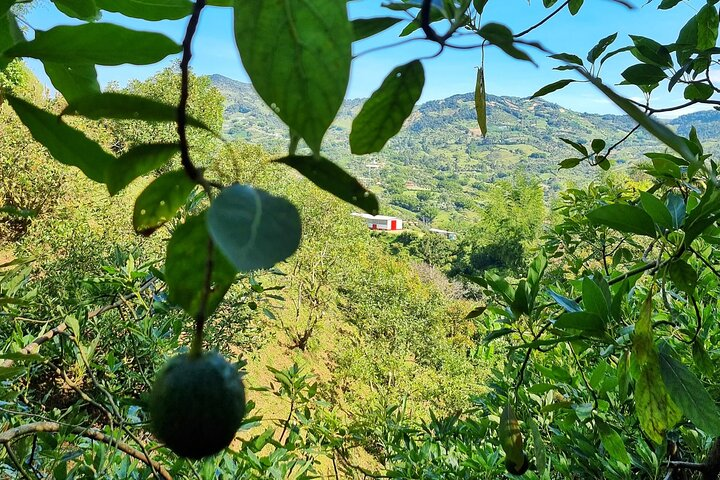 The Comunas 13 & 3 Tour-The Most Immersive Experience in Medellin - Photo 1 of 8