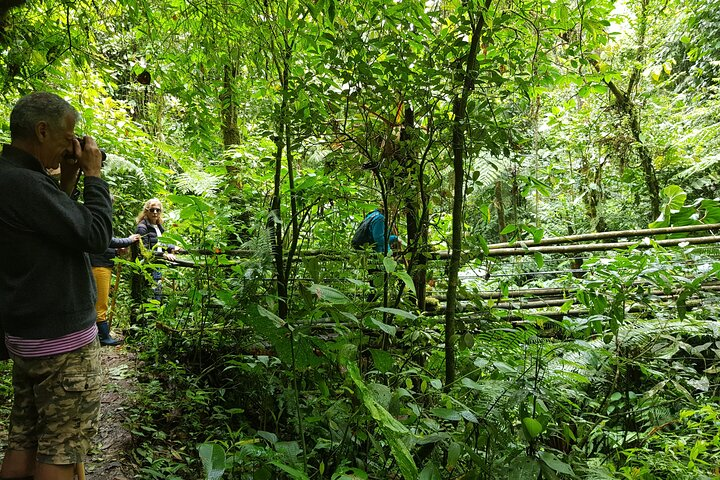 Howler Monkey Tour - Filandia Views And Gastronomy - Photo 1 of 20