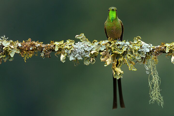 Hummingbirds of the Andes day tour. - Photo 1 of 10