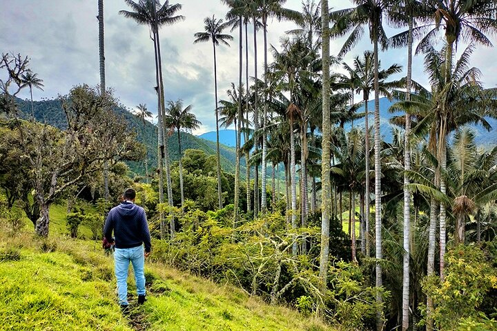 Tour La Carbonera. A large forest of Palmas de Cera - Photo 1 of 18
