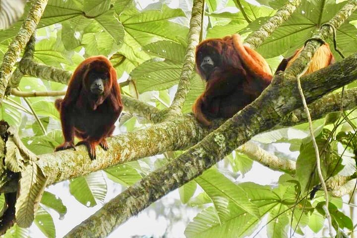 Howler Monkey Tour On The Barba Reserve - Bremen Of Philandia - Photo 1 of 15