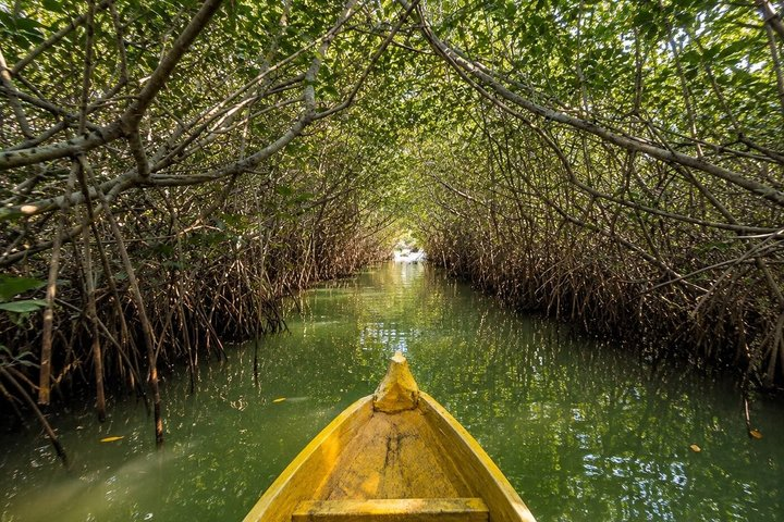 Mangroves + Lunch at Los Pinos Beach Club - Photo 1 of 15