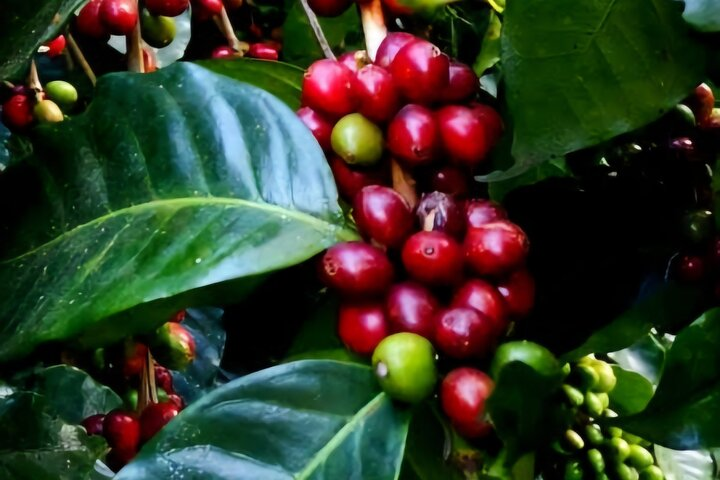 MINCA: Eco-Walk, Coffee Farm, Waterfall & Chocolate Experience! - Photo 1 of 20