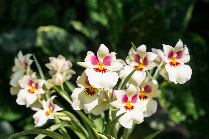 Orchid Tour - Photo 1 of 9