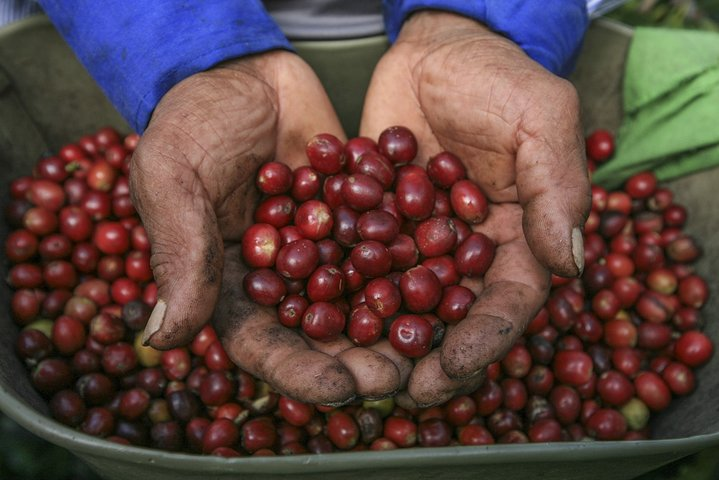 Private coffee farm tour in Armenia with Ines