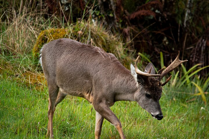 Private Tour Deer in the Chingaza Páramo and Suasie Trail - Photo 1 of 11