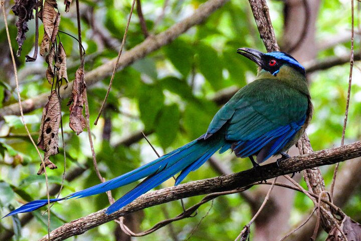 Andean Motmot