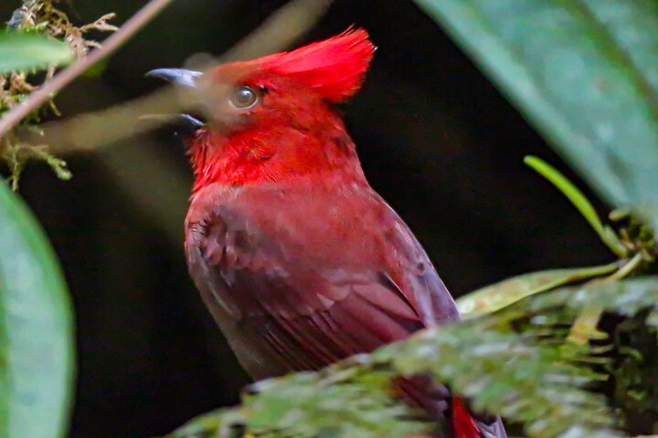 Crested Ant-tanager (Endemic)