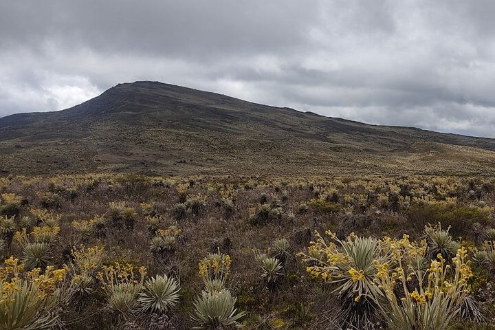 Tour to the Magical Moorland of Sumapaz - Birdwatching Unique species - Photo 1 of 6