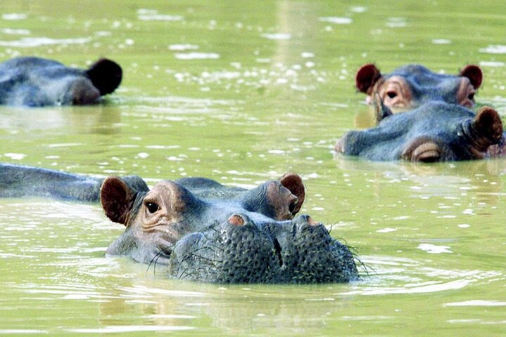 Visit Hacienda Naples Park by Pablo Escobar - Photo 1 of 12