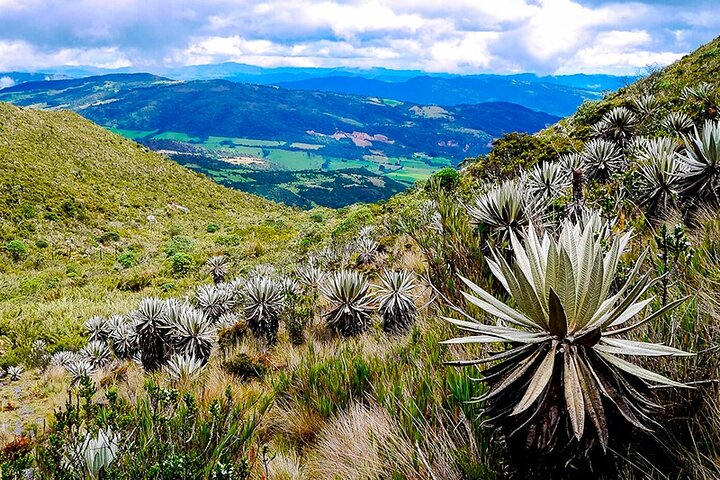 Explore Chingaza Natural Park: A Scenic Adventure from Bogotá - Photo 1 of 6