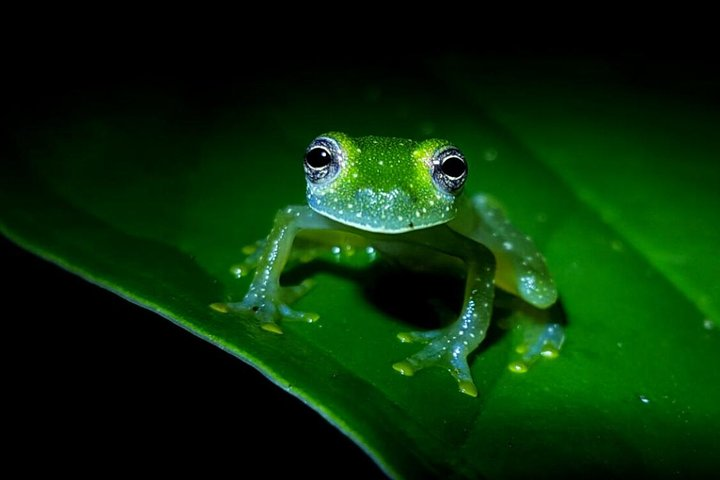 Frog Watching Jungle Night Walk in La Fortuna Pelago