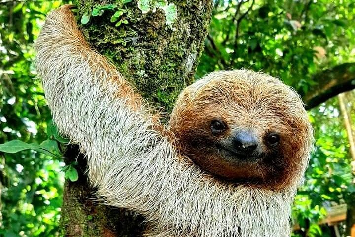 Frog Sloth Frogs-Sloths-waterfall-Coffee and Chocolate Tour in Playa Flamingo | Pelago
