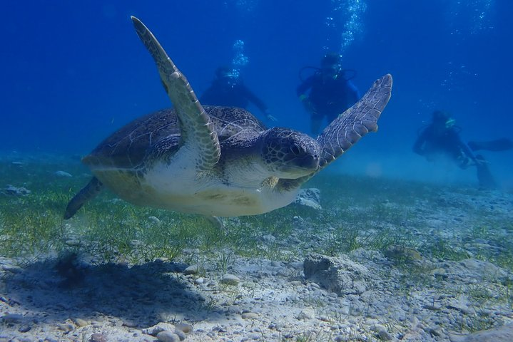 Scuba Diving Activity in Pernera - Photo 1 of 7