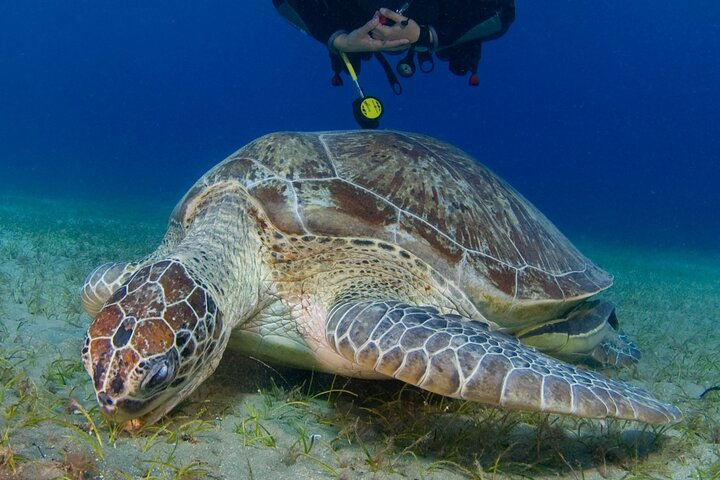 Scuba Diving Experience (10+ Years) AND Free Edited Video - Photo 1 of 6
