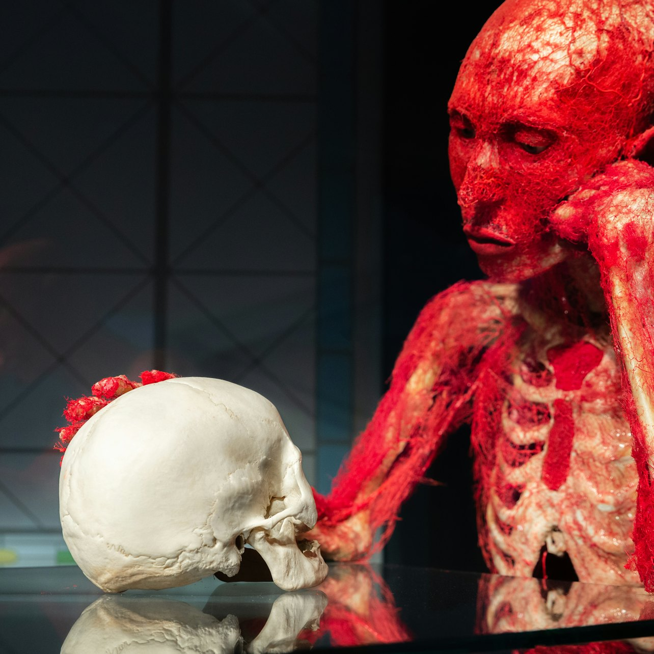 BODY WORLDS Museum Heidelberg - Anatomy of Happiness - Photo 1 of 4
