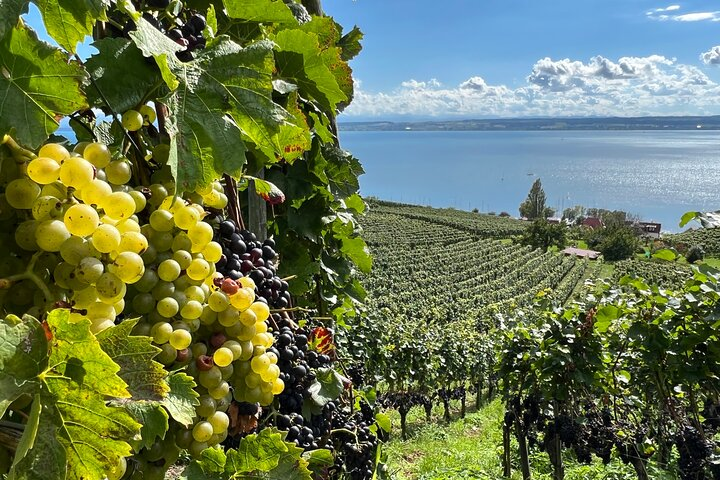 Vines with a view of Lake Constance