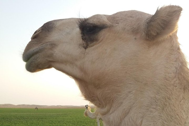 Tour Saudi Arabia with German guide  - Photo 1 of 22
