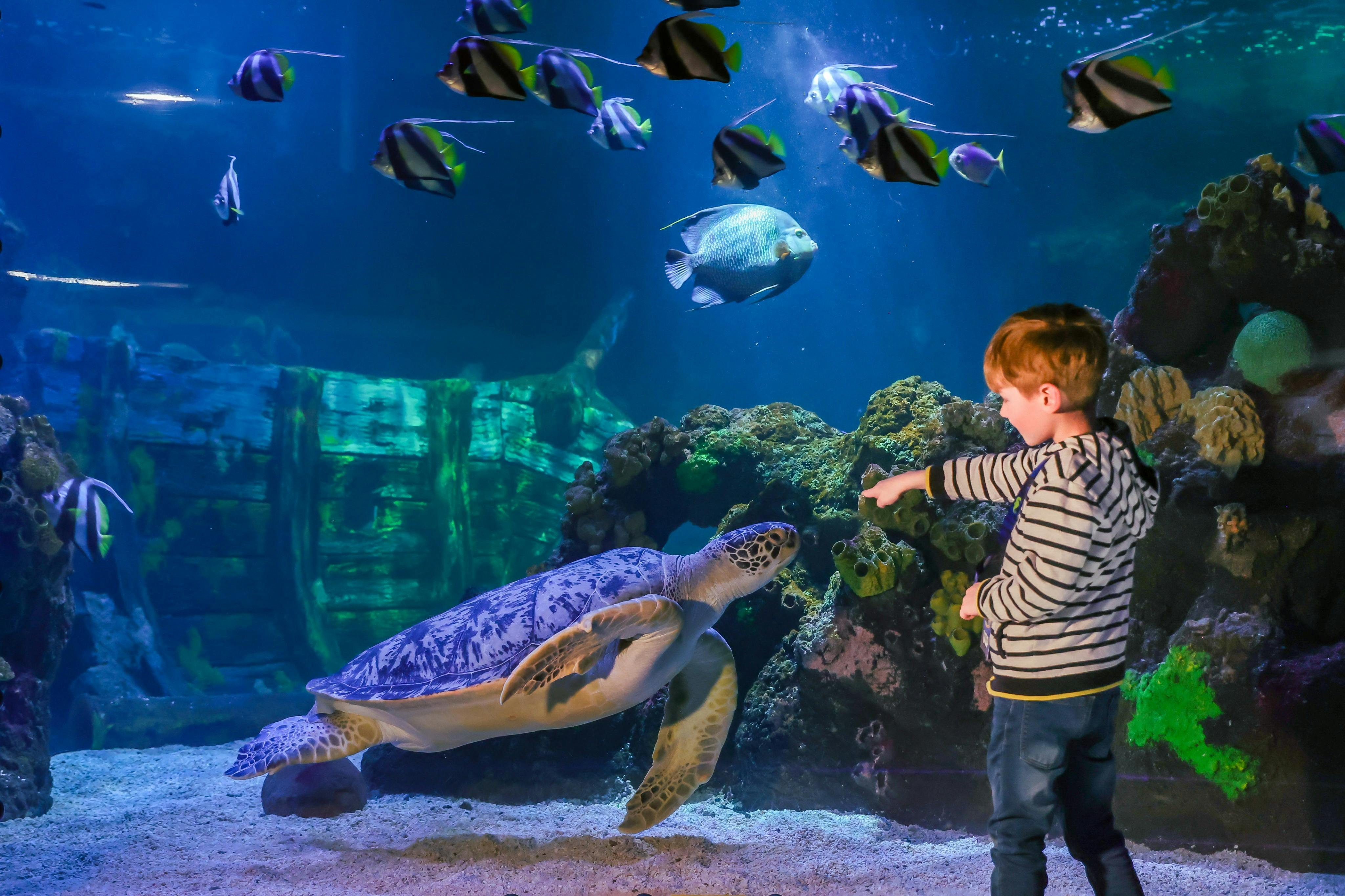 SEA LIFE Timmendorfer Strand: Entry Ticket - Photo 1 of 8