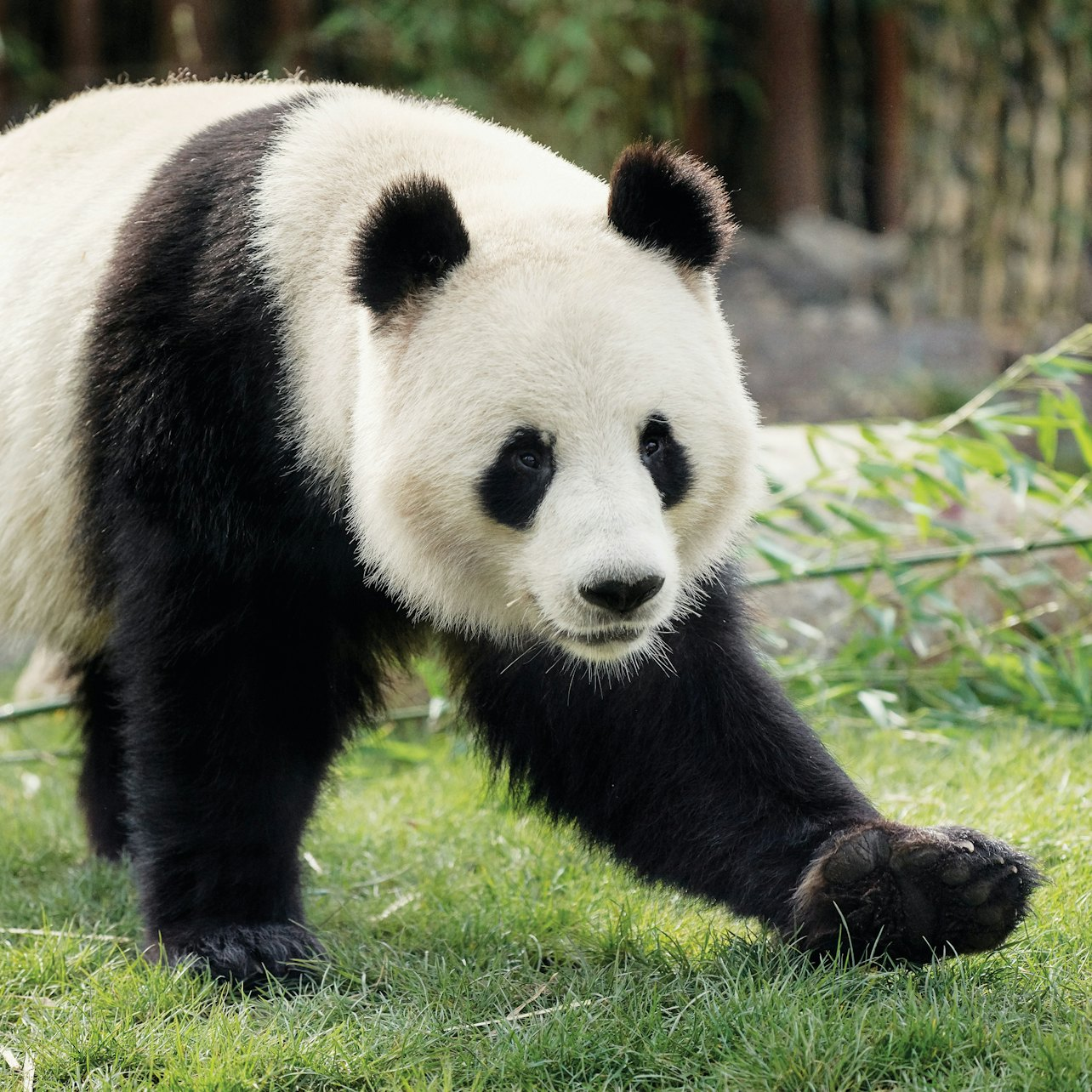 Copenhagen ZOO Tickets - Photo 1 of 22