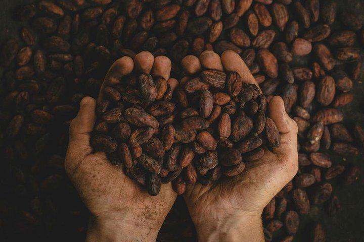 Organic Cacao Beans