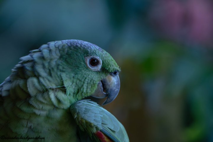 Amazon Rainforest & Papallacta: 4-Day All-Inclusive Tour - Photo 1 of 15