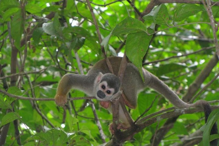 5-Day Cuyabeno Amazon Eco-Lodge Adv